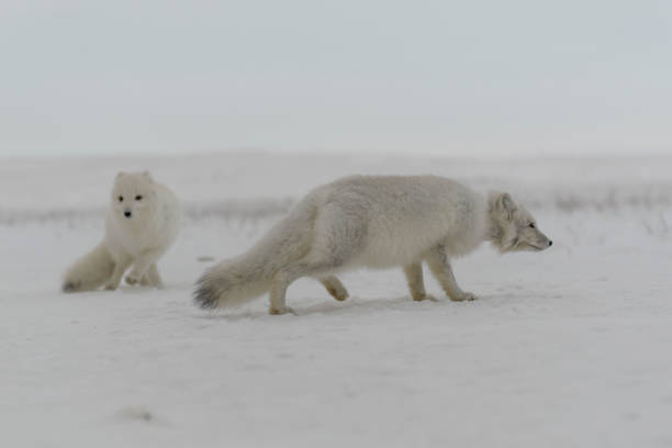 istock Wild arctic fox (Vulpes Lagopus) in tundra in winter time. 1320675717