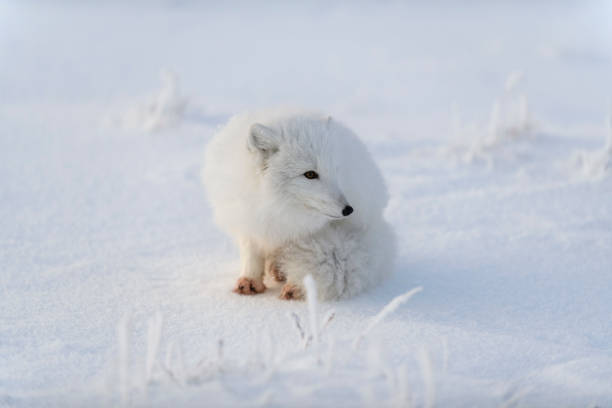 istock Arctic fox (Vulpes Lagopus) in wilde tundra. Arctic fox lying. Sleeping in tundra. 1320675926