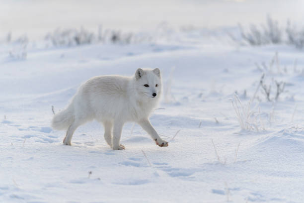 istock Wild arctic fox (Vulpes Lagopus) in tundra in winter time. White arctic fox. 1320675941