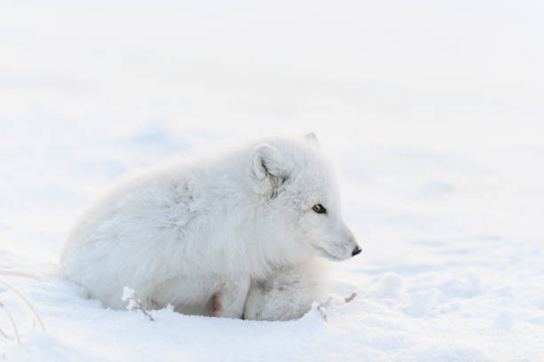 istock Arctic fox (Vulpes Lagopus) in wilde tundra. Arctic fox lying. Sleeping in tundra. 1320675986