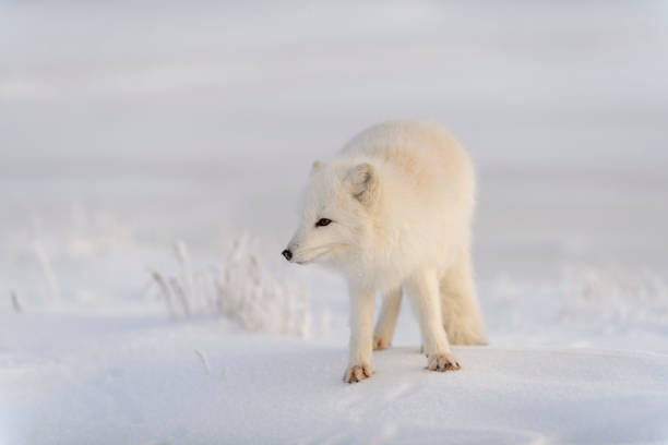 istock Wild arctic fox (Vulpes Lagopus) in tundra in winter time. White arctic fox. 1320676002