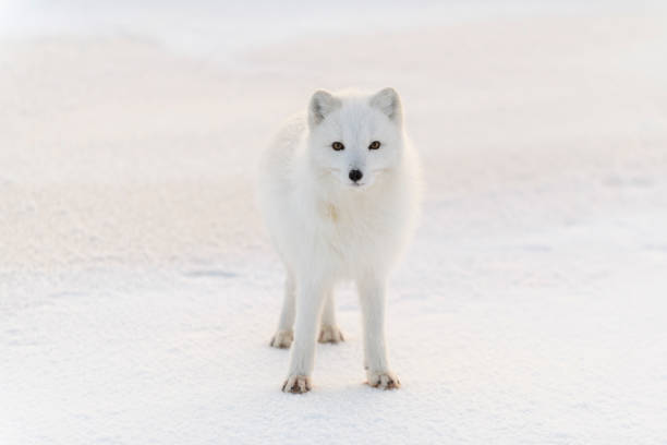 Wild arctic fox (Vulpes Lagopus) in tundra in winter time. White arctic fox.