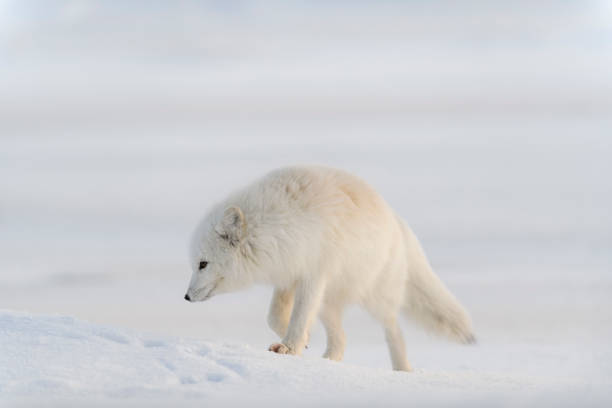 istock Wild arctic fox (Vulpes Lagopus) in tundra in winter time. White arctic fox. 1320676059