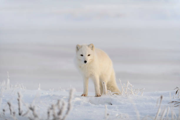 istock Wild arctic fox (Vulpes Lagopus) in tundra in winter time. White arctic fox. 1320676075
