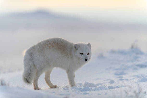 istock Wild arctic fox (Vulpes Lagopus) in tundra in winter time. White arctic fox. 1320676080