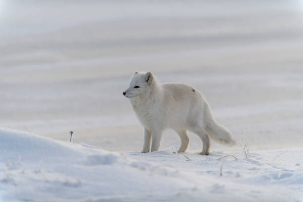 istock Wild arctic fox (Vulpes Lagopus) in tundra in winter time. White arctic fox. 1320676150