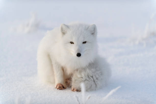 istock Arctic fox (Vulpes Lagopus) in wilde tundra. Arctic fox lying. Sleeping in tundra. 1320676159