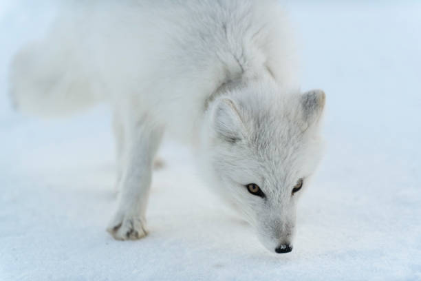 istock Wild arctic fox with plastic on his neck in winter tundra. Ecology problem. Plastic pollution. 1320676162