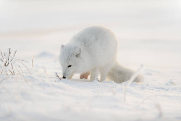istock Wild arctic fox (Vulpes Lagopus) in tundra in winter time. White arctic fox. 1320676189