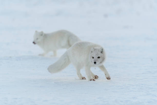 istock Wild arctic fox (Vulpes Lagopus) in tundra in winter time. White arctic fox. 1320676194
