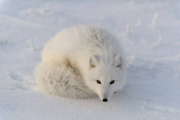 istock Arctic fox (Vulpes Lagopus) in wilde tundra. Arctic fox lying. Sleeping in tundra. 1320676201