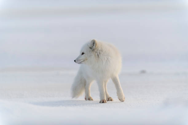 istock Wild arctic fox (Vulpes Lagopus) in tundra in winter time. White arctic fox. 1320676232