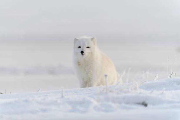 istock Wild arctic fox (Vulpes Lagopus) in tundra in winter time. White arctic fox. 1320676821