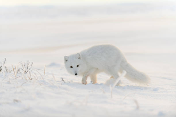 istock Wild arctic fox (Vulpes Lagopus) in tundra in winter time. White arctic fox. 1320676851