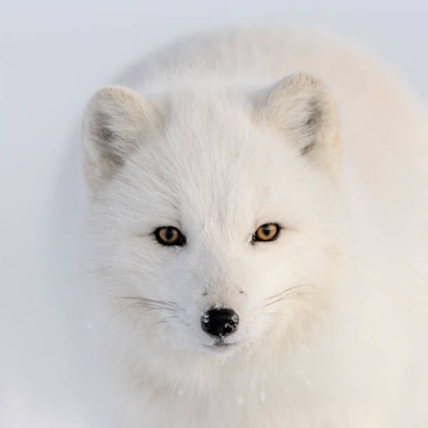 Wild arctic fox (Vulpes Lagopus) head. Arctic fox close up. stock photo