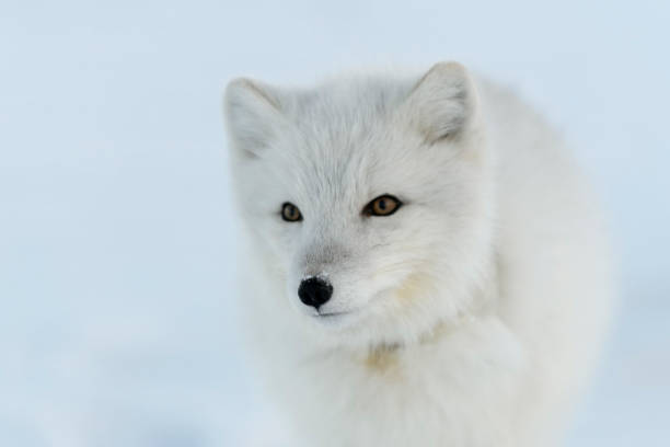 istock Wild arctic fox with plastic on his neck in winter tundra. Ecology problem. Plastic pollution. 1320676869