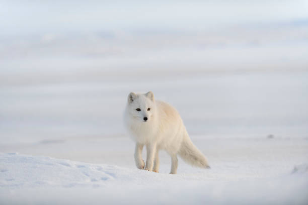istock Wild arctic fox (Vulpes Lagopus) in tundra in winter time. White arctic fox. 1320676875