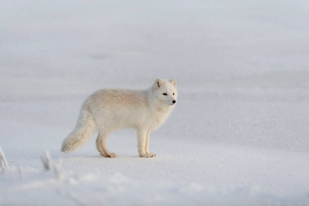 istock Wild arctic fox (Vulpes Lagopus) in tundra in winter time. White arctic fox. 1320676880