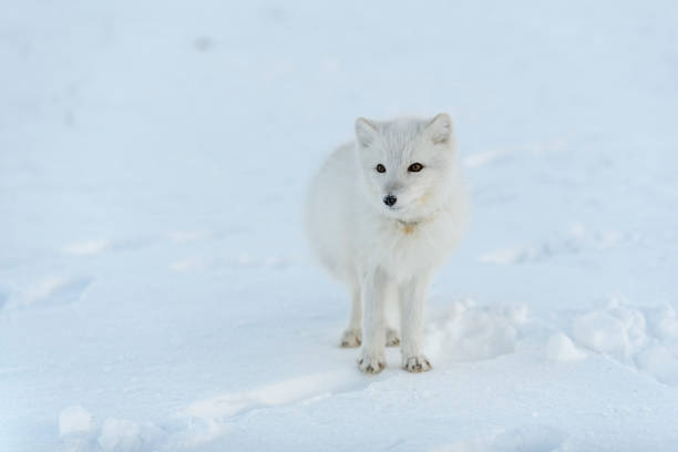 istock Wild arctic fox with plastic on his neck in winter tundra. Ecology problem. Plastic pollution. 1320676884