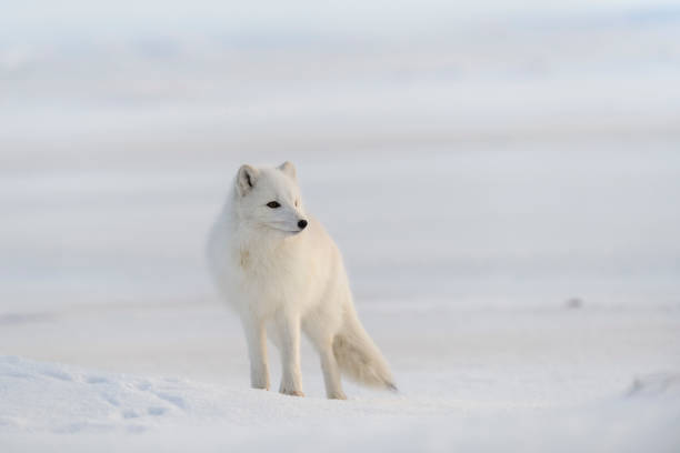 Wild arctic fox (Vulpes Lagopus) in tundra in winter time. White arctic fox. stock photo