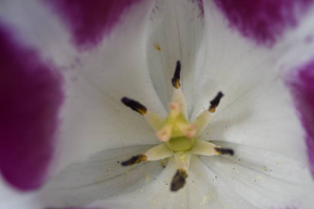 istock Macro of beautiful tulips 1320677056
