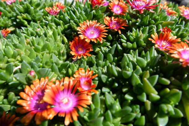 güzel yaz çiçeklerinin makrosu - buz çiçeği stok fotoğraflar ve resimler