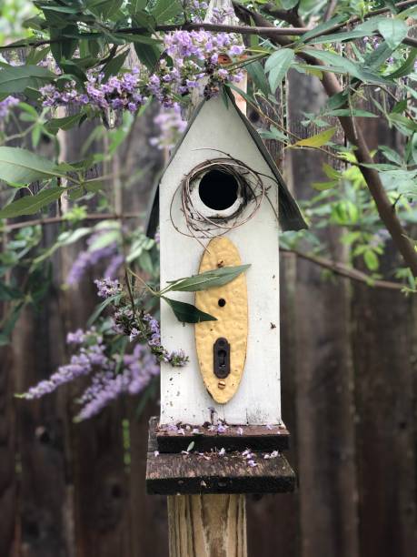 istock Birdhouse Beauty 1320677813