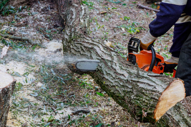istock After a hurricane storm damage trees with professional city utilities cutting a tree 1320678045