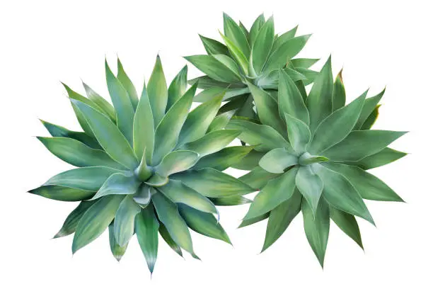 Top View of Fox Tail Agave Plants Isolated on White Background with Clipping Path