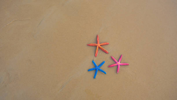 istock Top view Colorful starfish on sea beach Phuket. 1320680088