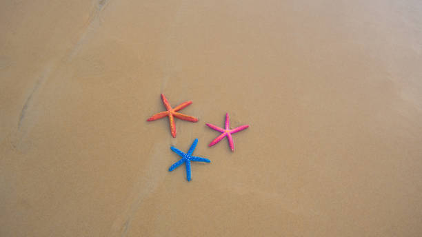istock Top view Colorful starfish on sea beach Phuket. 1320680092