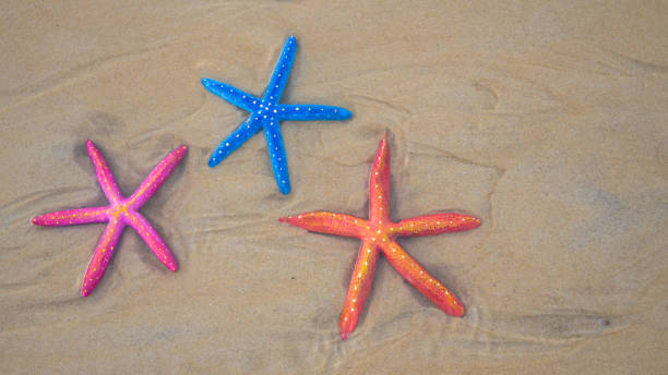 istock Top view Colorful starfish on sea beach Phuket. 1320680116