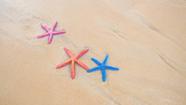 istock Top view Colorful starfish on sea beach Phuket. 1320680118