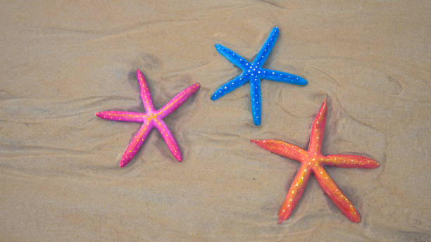 istock Top view Colorful starfish on sea beach Phuket. 1320680119