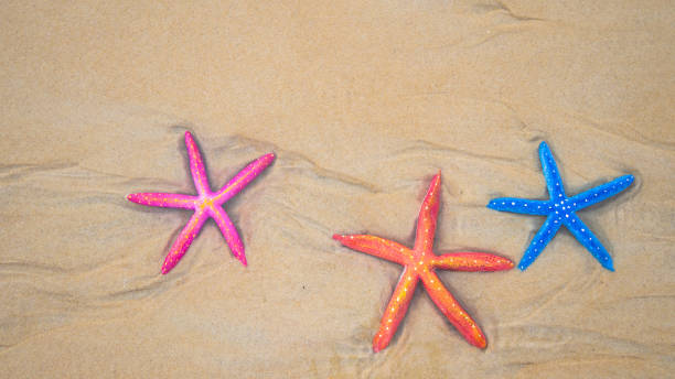 istock Top view Colorful starfish on sea beach Phuket. 1320680128