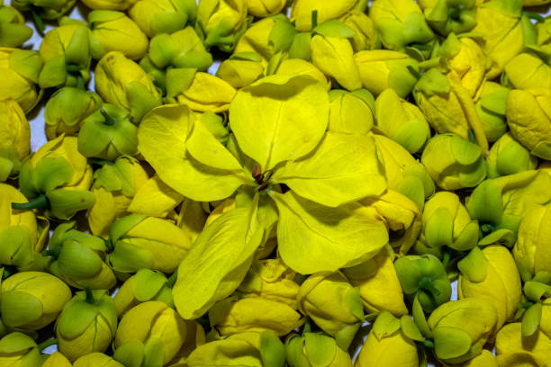 Golden rain tree. Cassia fistula. Laburnum flowers. Spring nature. Thailand national flower. Yellow blossom. Blooming bush. Springtime retro photo.