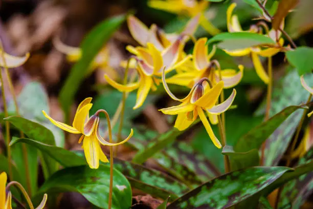 Trout lily flower in the city park