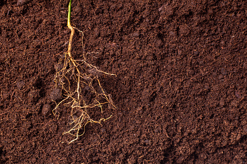 primer plano de las raíces de la planta en el fondo del suelo fértil marrón photo