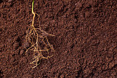 close-up of the roots of the plant against the background of brown fertile soil