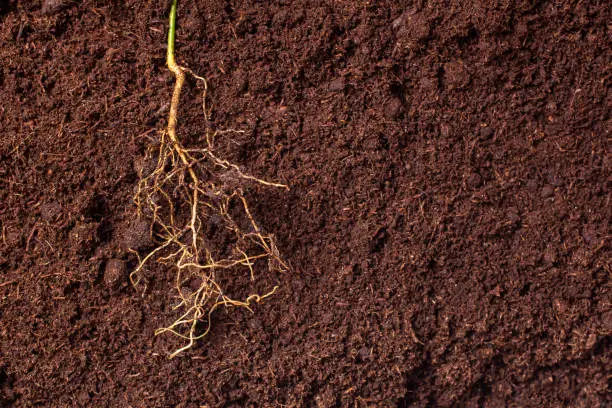 Photo of close-up of the roots of the plant against the background of brown fertile soil