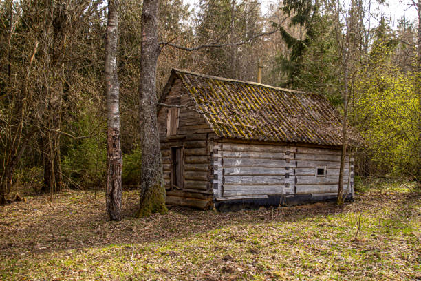 An old one-story log cabin in a green spring forest. An abandoned hut.
