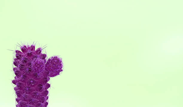 istock Mini cactus in pop art surreal style purple on lime green backdrop with copy space 1320684075
