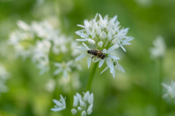 istock Ramson in bloom and the bee at green background 1320684390
