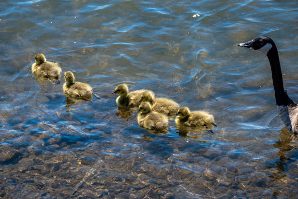 Newborn goslings in the springtime
