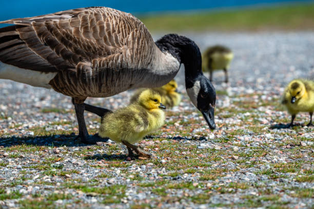 istock Newborn goslings in the springtime 1320684438