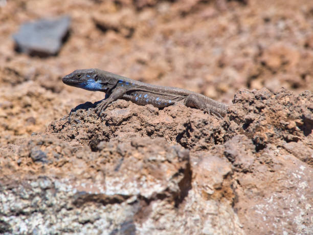 istock A Canarian lizard on a rock on La Palma 1320684543