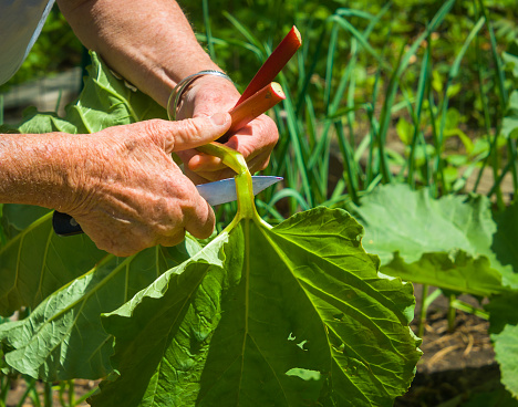 A woman uses a sharp knife in a Cape Cod backyard garden  to cut rhubarb stalks to use for making home made orange rhubarb jam