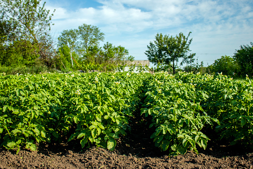 Potatoes growing in the field, potato plantation. Vegetable rows. Farming, agriculture.