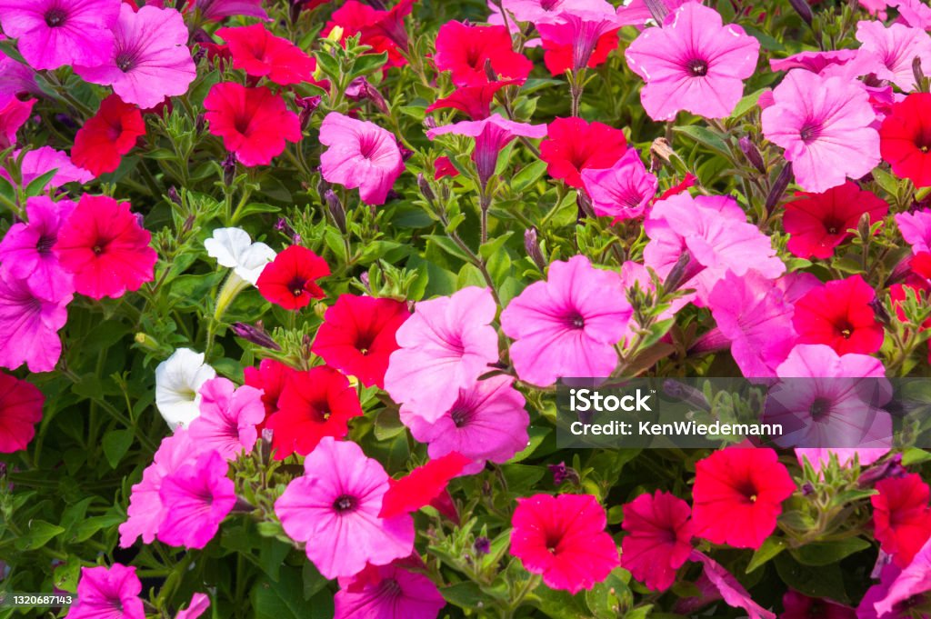 Petunia Patch Pink, white and red petunia flowers with a green leaf background. Petunia Stock Photo