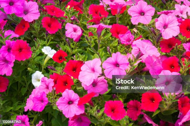Petunia Patch Stock Photo - Download Image Now - Petunia, Annual - Plant Attribute, Pink Color